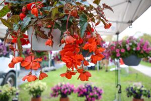 Hanging flowering plants