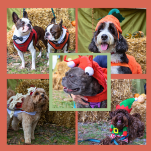 dogs in costume