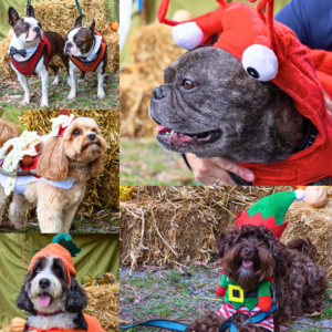 Dogs dressed in costumes