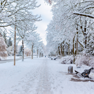Pathway and trees covered with fresh snow