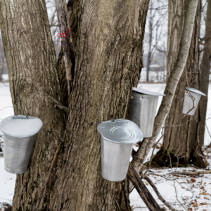 Maple trees tapped with sap buckets