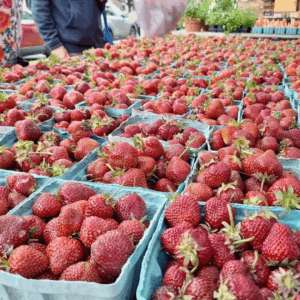 Strawberries in pint cartons on a table at market