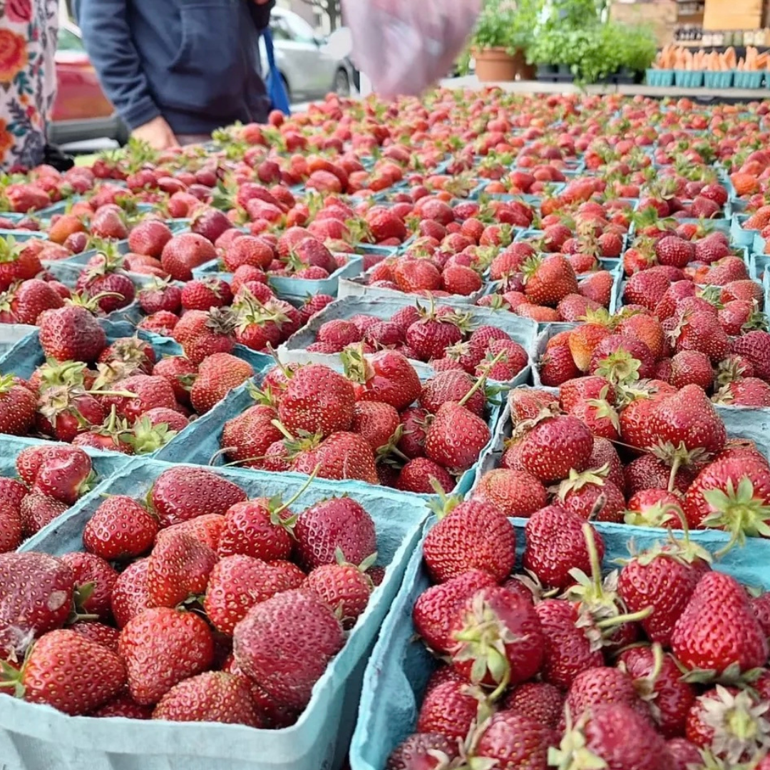 Strawberries in pint cartons on a table at market